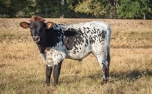 Helm Desiree 535 x KDK Thor bull