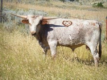 Yearling Bull 3311