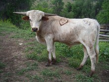 Top Caliber x Cortez's Spanish Lace Bull