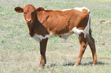 Unnamed Steer 471 