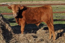 UNNAMED STEER 156