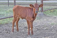 Unnamed Heifer 683