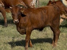 Helm Delilah 608 x Solid Ground BCR 053 heifer