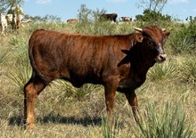 Helm Delilah 608 x Solid Ground BCR 053 heifer