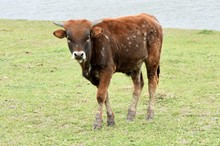 281 Unnamed Bull - Dixie Chic