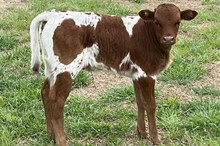 241 KCM Unnamed Bull - Mudbug
