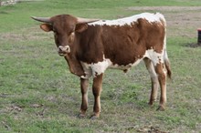 254 Unnamed Bull - Adella