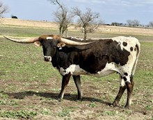 #64 20G X REBELLIOUS