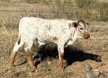 HL Girl of Mine x Rail Gun bull calf