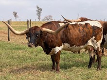 HUBBELLS CATCHIT TEXANNA 🇧🇷