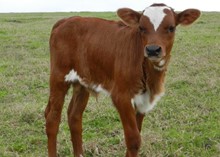 TCC Houdini x Sivler Nicole bull calf