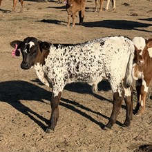 #135 REBEL X BARN DANCER