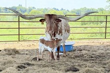582 HCC Unnamed Heifer (Omaha x HSB)