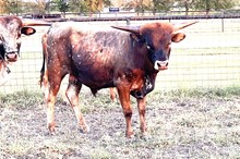 281 HCC Unnamed Bull - Dixie Chic