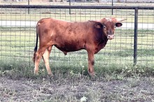 211 HCC Unnamed Bull - Dark Mocha