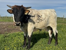 Shellys Lookalike Bull Calf
