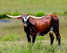 MCC Mercedes-Maybach