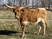 HELM Calista Fire 252