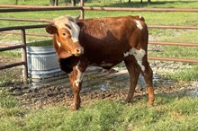 401 HCC Unnamed Bull (Fantasia)