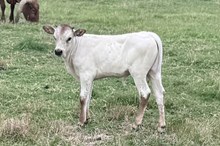 551 KCM Unnamed Bull (Brass x Gizelle)