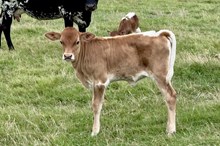 561 HCC Unnamed Heifer (Brass x Harmony)