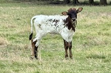 543 KCM Unnamed Heifer (Brass x Cover Girl)
