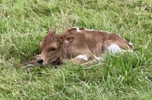 571 HCC Unnamed Heifer (Brass x Aquata) 