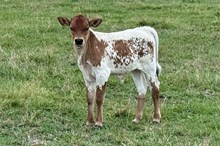 552 KCM Unnamed Bull (Brass x Pistol)