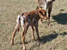 bull Helm Summer Confetti x High Plains Drifter 