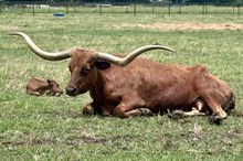 573 HCC Unnamed Bull (Brass x Dixie Chic)