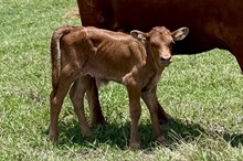 573 HCC Unnamed Bull (Brass x Dixie Chic)