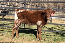 2020 HEIFER (SUNHAVEN TRUE LOVIN)