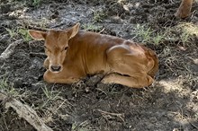 575 HCC Unnamed Heifer (Brass x Aria)