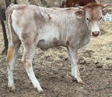 J & T's Summer Sunshine