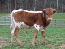 2020 BULL (CASANOVA LASS)