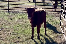 573 HCC Unnamed Bull (Brass x Dixie Chic)