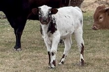 502 KCM Unnamed Bull (Omaha x Dixie Gal)