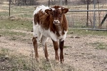 HELM Burning Prairie 582 