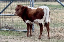 581 KCM Unnamed Bull (Omaha x WD)