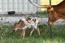 351 HCC Unnamed Bull - Attina