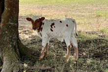 371 KCM Unnamed Bull - W/Dixie