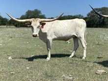 BRR Bella Gucci 18/19