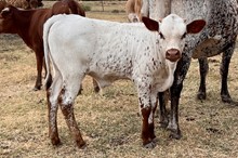 376 HCC Unnamed Bull - Summer Pearl