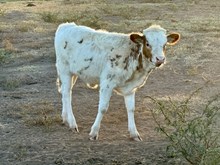 Casino Heifer 25