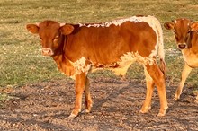 371 HCC Unnamed Bull - Whitney