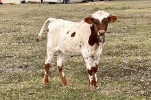 371 KCM Unnamed Steer - W/Dixie