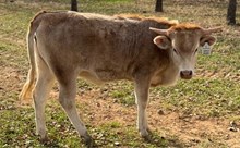 J & T's Summer Sunshine