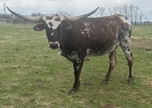 FHR 20G's Easter Cross