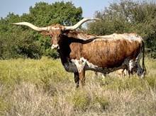 HORSESHOE J GORGEOUS