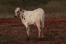 Mudbug Bull Calf
